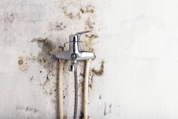Best Residential Mold Removal  in Woodlawn Beach, FL