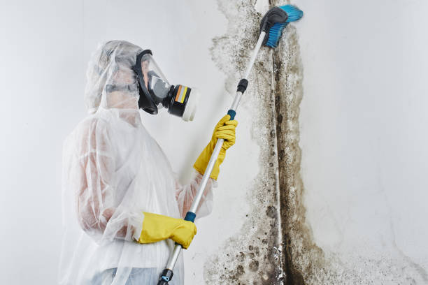 Attic Mold Removal in Woodlawn Beach, FL