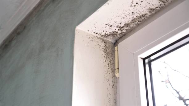 Best Mold Cleaning Services  in Woodlawn Beach, FL