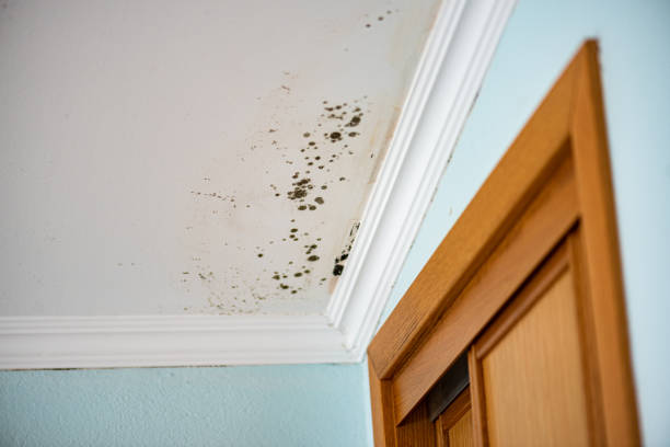 Best Toxic Mold Removal  in Woodlawn Beach, FL