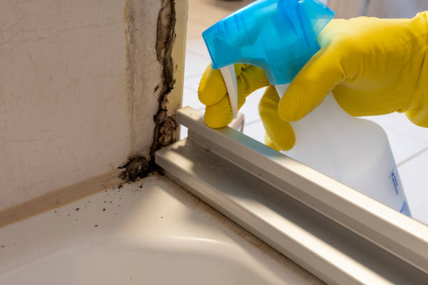 Best Mold Damage Repair  in Woodlawn Beach, FL