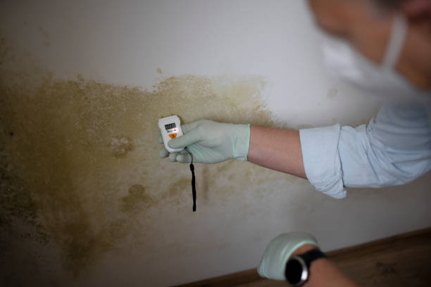 Mold Testing and Removal in Woodlawn Beach, FL