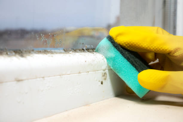 Best Office Mold Removal Services  in Woodlawn Beach, FL