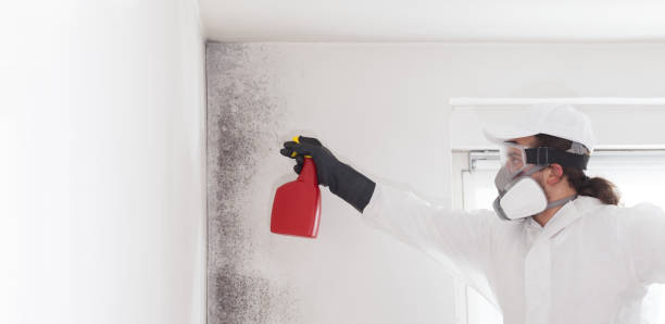 Home Mold Removal in Woodlawn Beach, FL