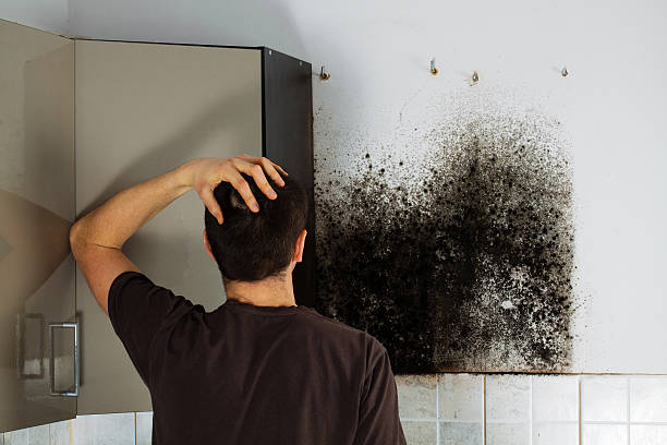 Best Residential Mold Removal  in Woodlawn Beach, FL