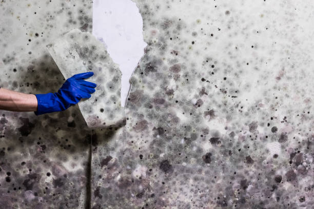 Best Mold Damage Repair  in Woodlawn Beach, FL