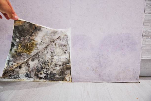 Best Mold Remediation  in Woodlawn Beach, FL